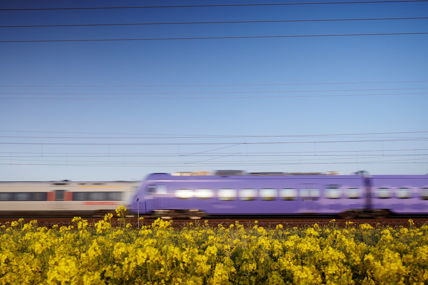 Två tåg möts på rälsen med ett rapsfält i framgrunden