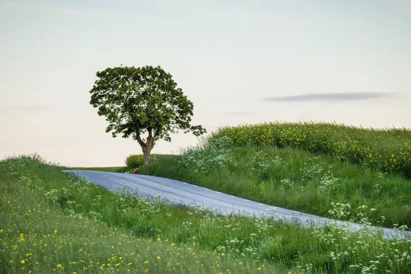 Träd vid en väg och blommor längs vägkanten