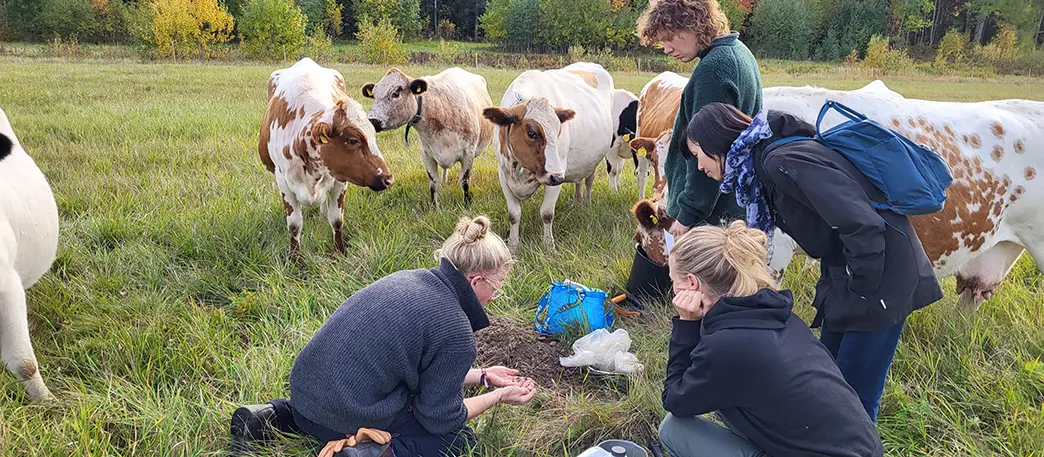 Grupp av människor gräver i kohage.