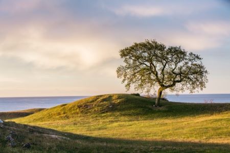 Träd på en kulle vid havet.