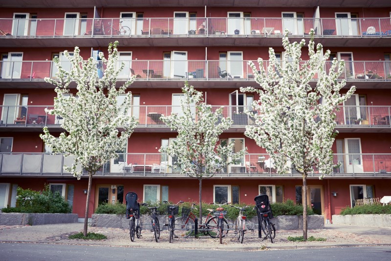 Rött lägenhetshus och blommande körsbärsträd