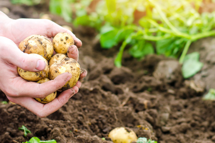 Händer som håller i potatisar, i bakgrunden plantor i jorden.