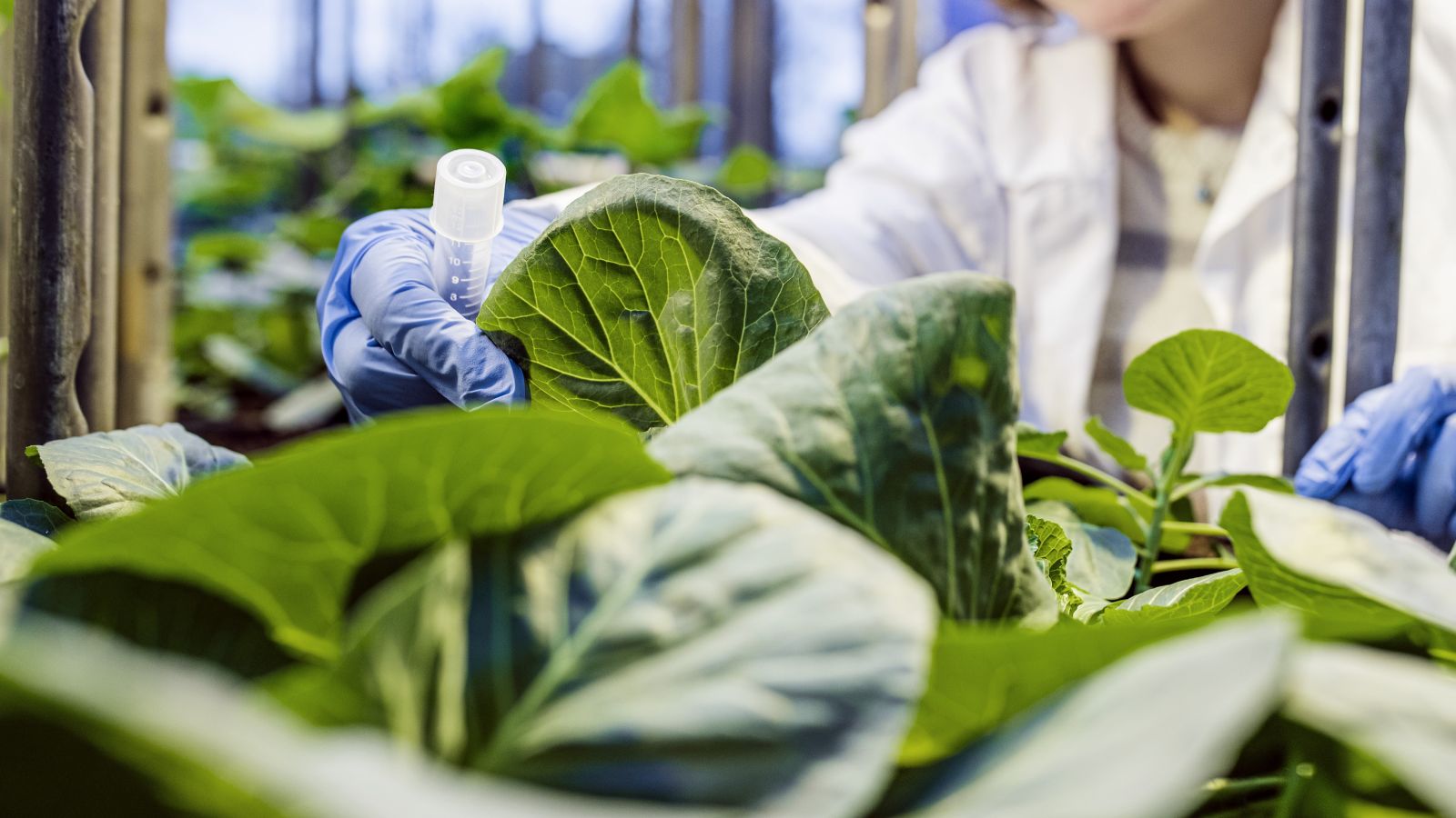 Blad och händer som arbertar i ett labb.