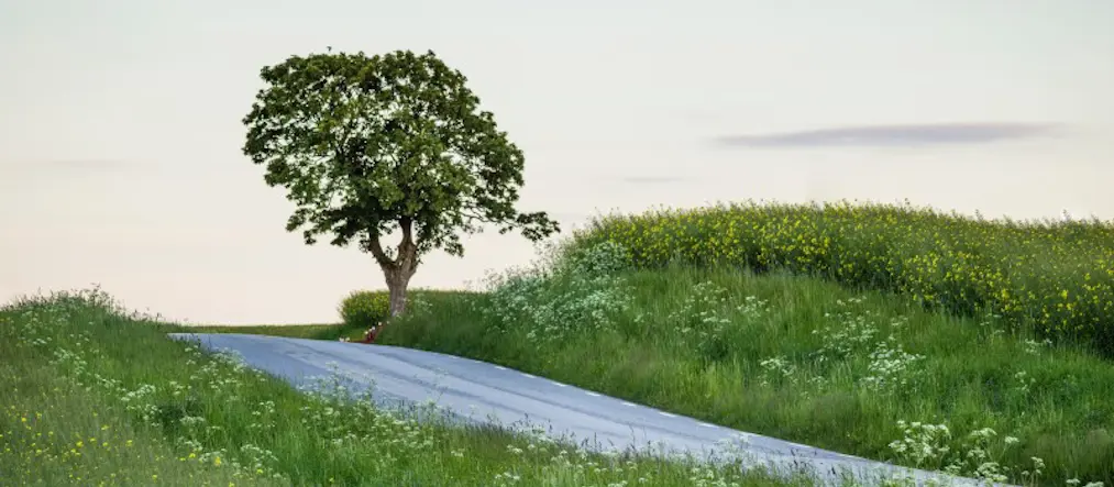 Träd vid en väg och blommor längs vägkanten