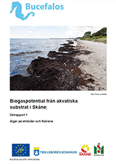 Region Skåne har tillsammans med Malmö stad och Trelleborgs kommun tagit fram två delrapporter kring biogaspotentialen hos alger på stränder, fiskrens, musslor, vass och mikroalger.