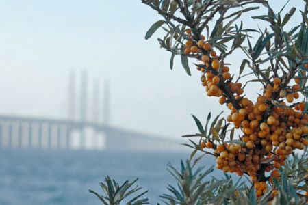 Havtorn i framgrunden, Öresundsbron i bakgrunden.