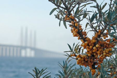 Närbild på havtorn med Öresundsbron i bakgrunden.