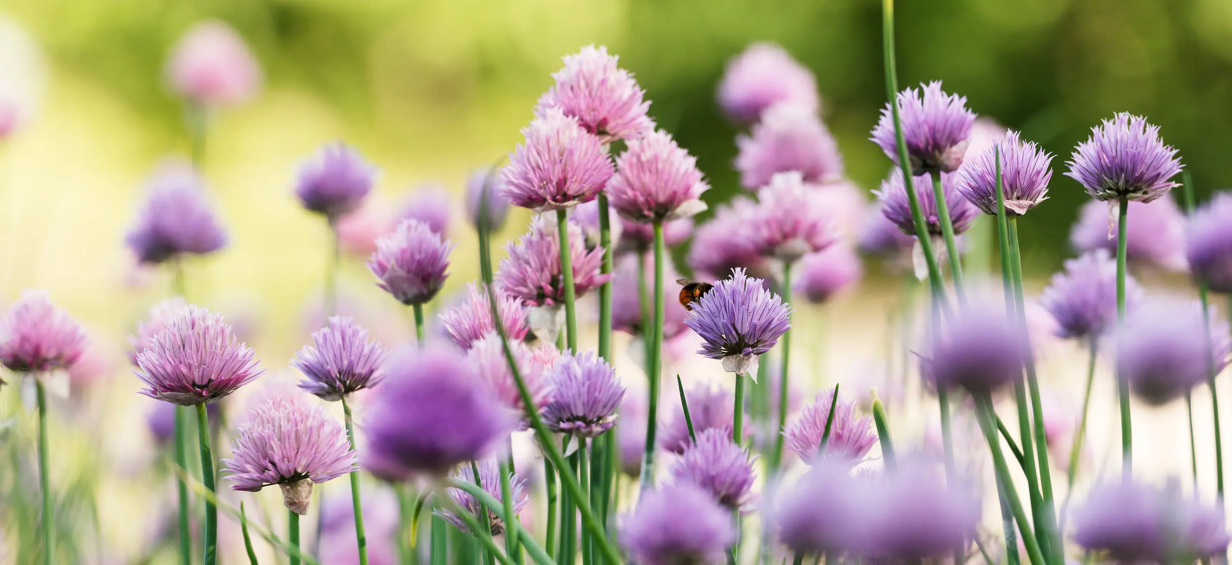 Närbild på lila blommor och en humla.