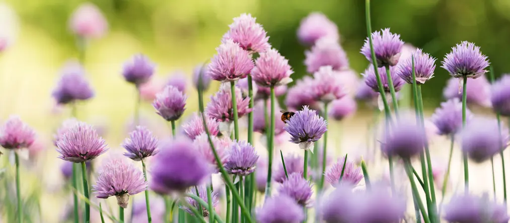 Närbild på lila blommor och en humla.