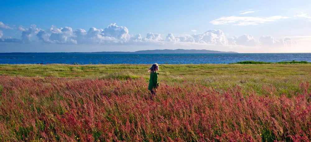 Barn springer i blommande ljung med havet i bakgrunden.