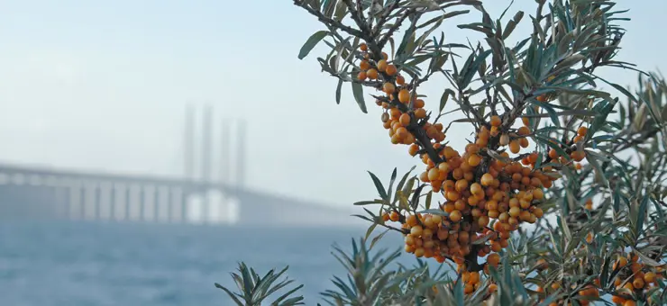 Havtorn i framgrunden, Öresundsbron i bakgrunden.