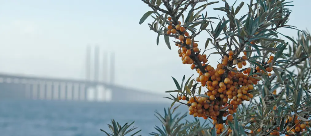 Havtorn i framgrunden, Öresundsbron i bakgrunden.