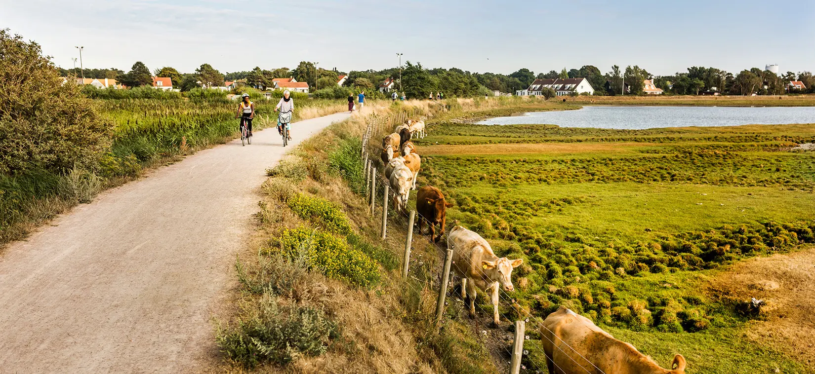 Cyklister på en cykelled intill en kohage