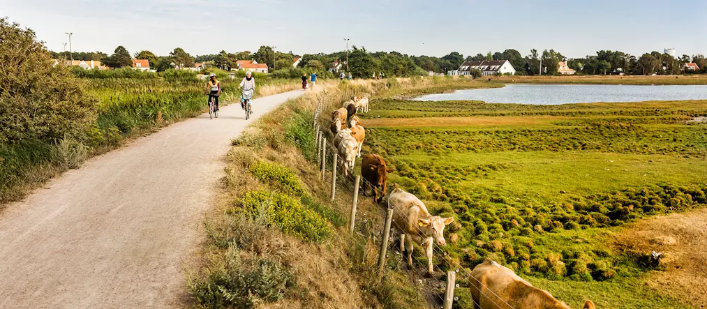 Cyklister på en cykelled intill en kohage