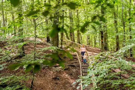 Människor i en grön bokskog