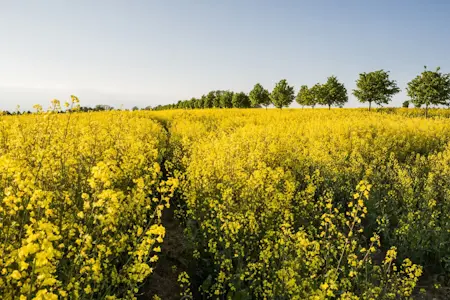 gult rapsfält och blå himmel